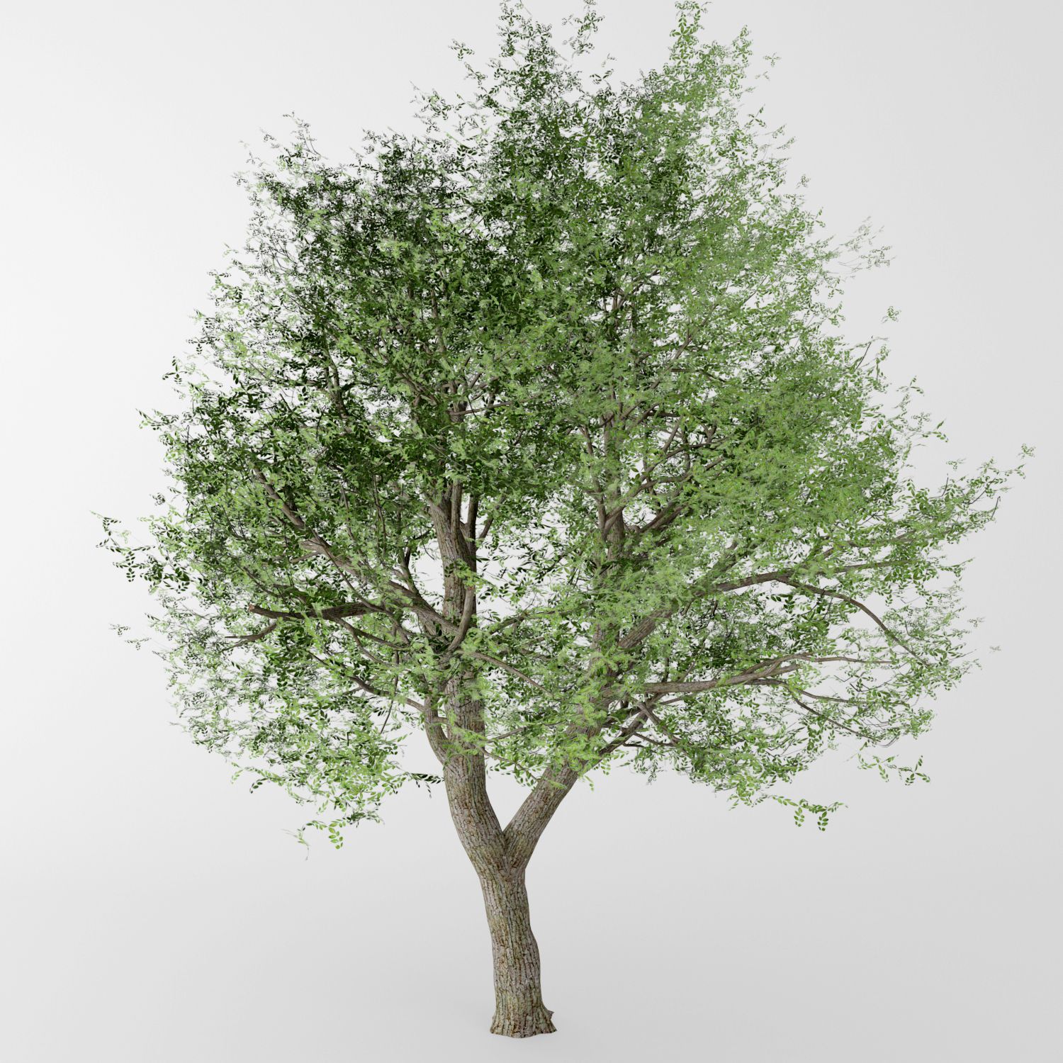 árbol de hoja caduca modelo 3d