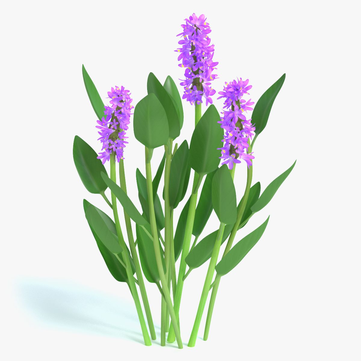 Purple Pickerel Rush Flowers modelo 3d