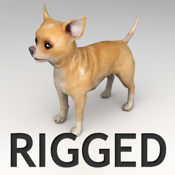 Chihuahua Rigged 3d model