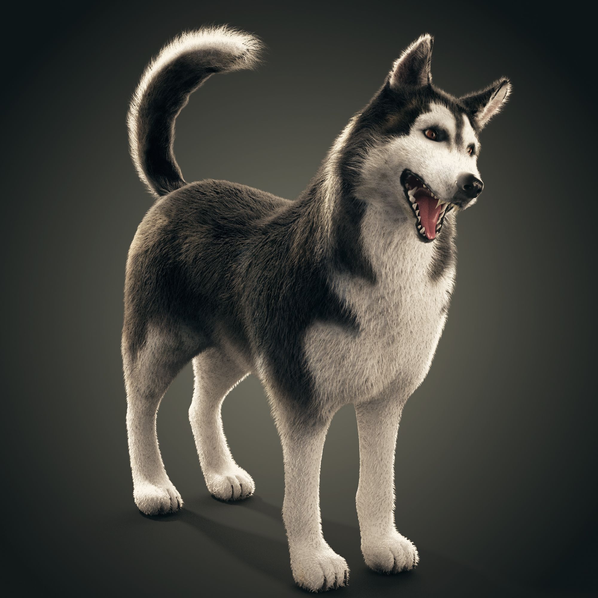 Siberian Husky rigged 3d model