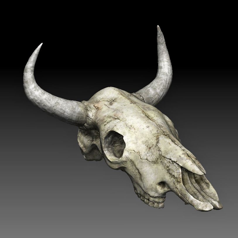 Cow skull 3d model