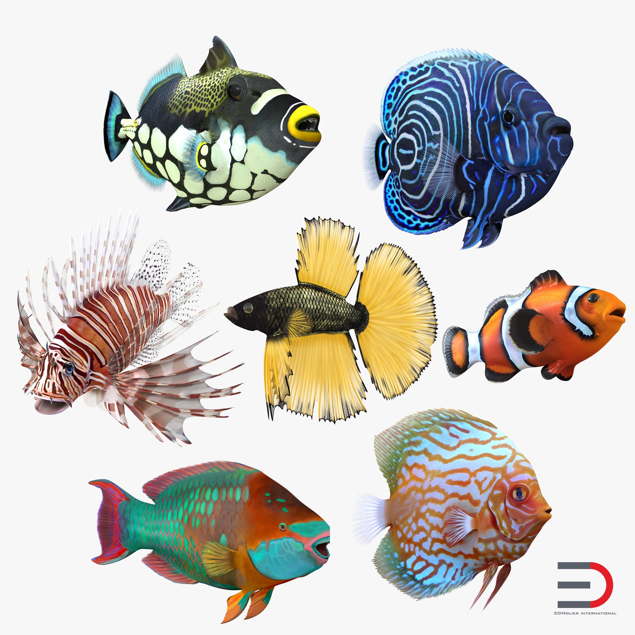 Coral Fishs Collection 3d model