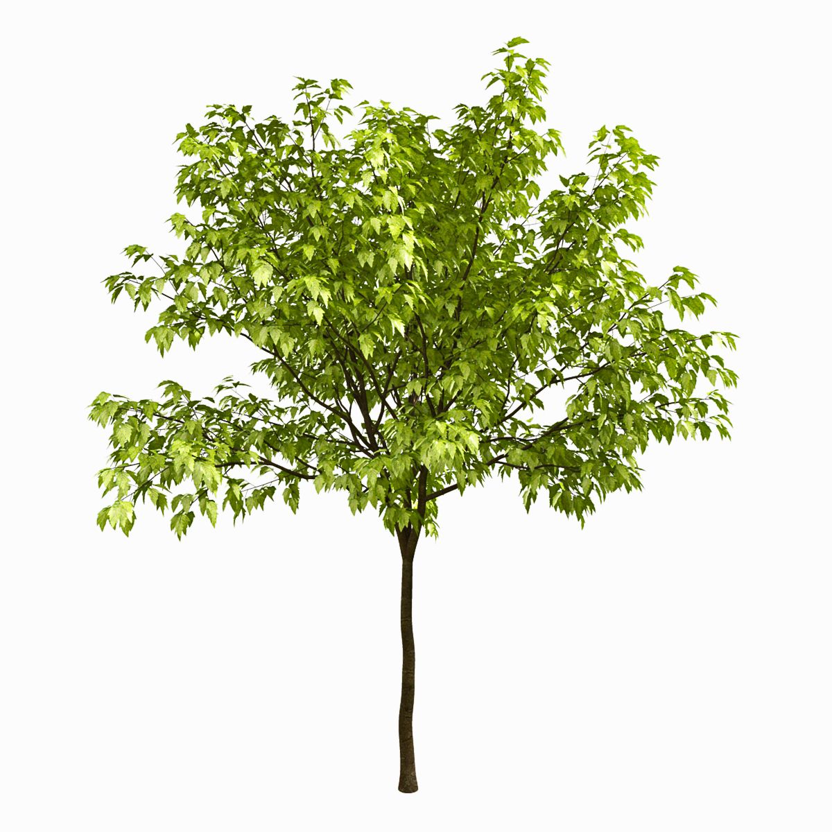 Albero n. 1 3d model