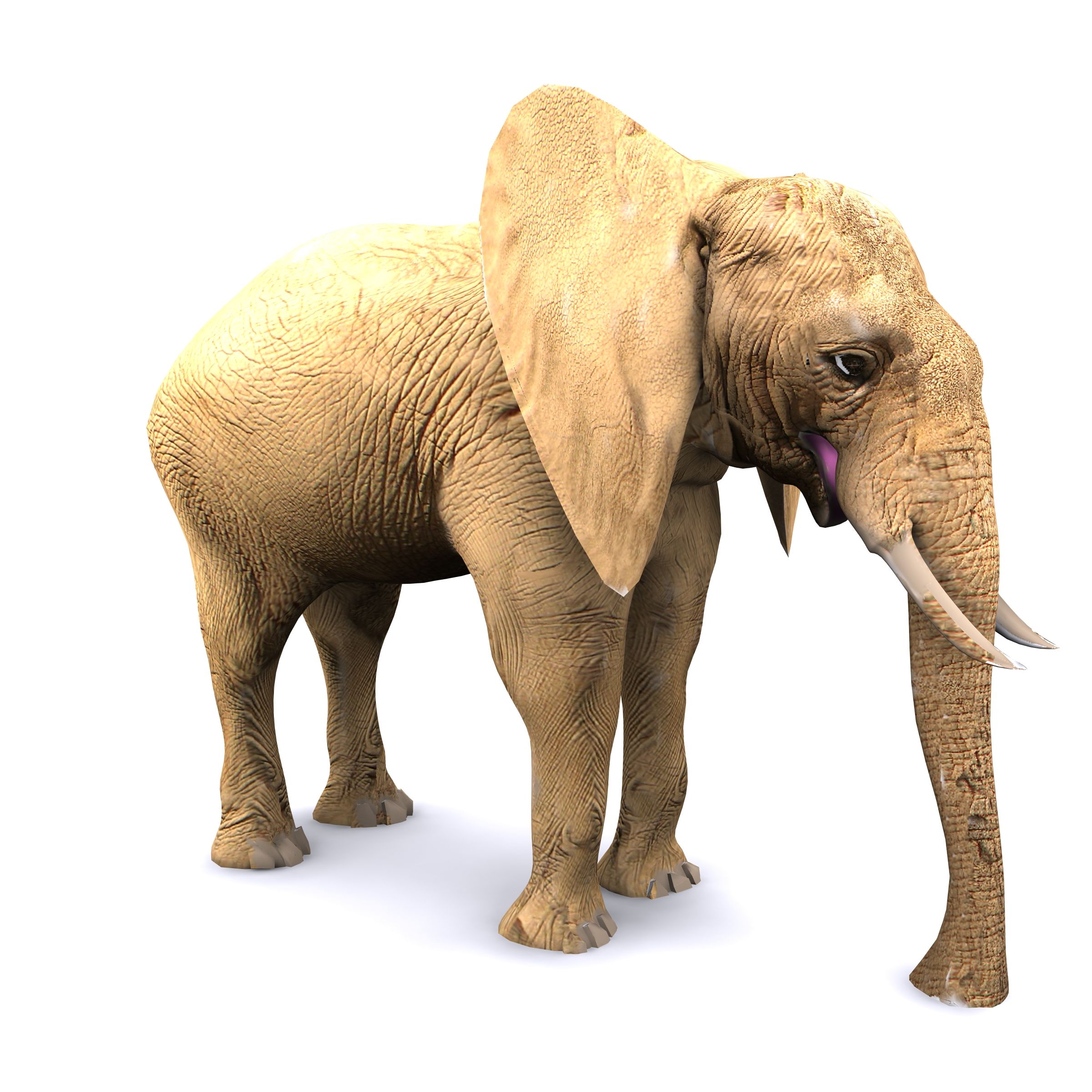 elefante africano 3d model