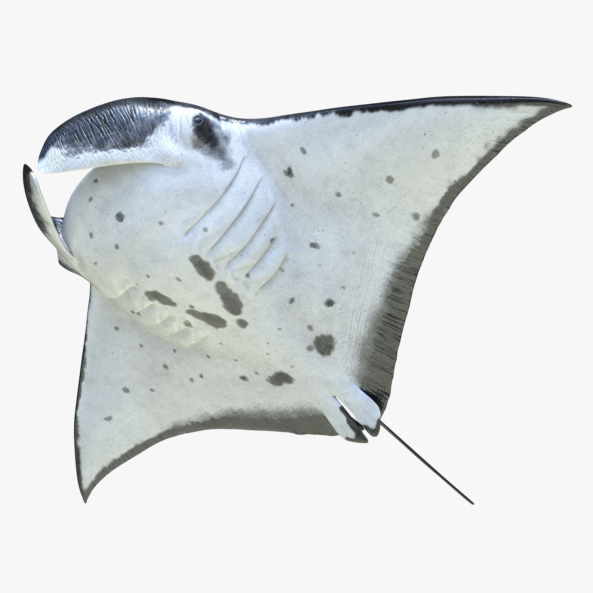 Manta Ray 3d model