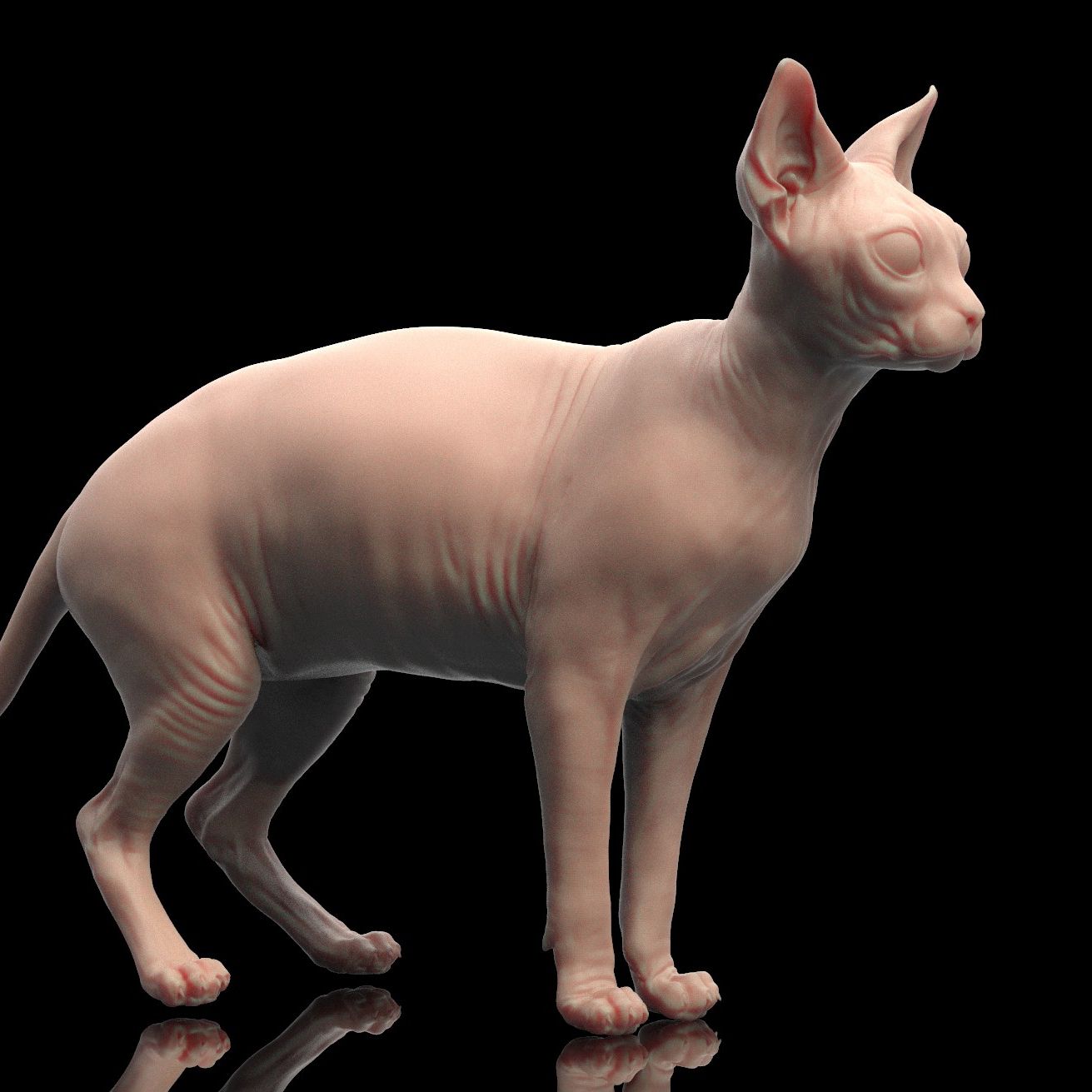 Chat Sphynx plein 3d model