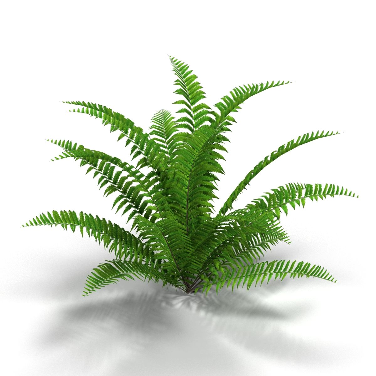 Fern 3d model