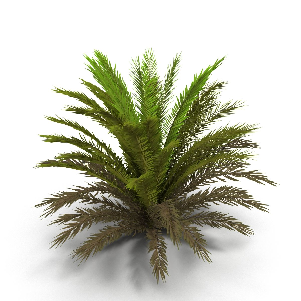 Fern bush 1 3d model