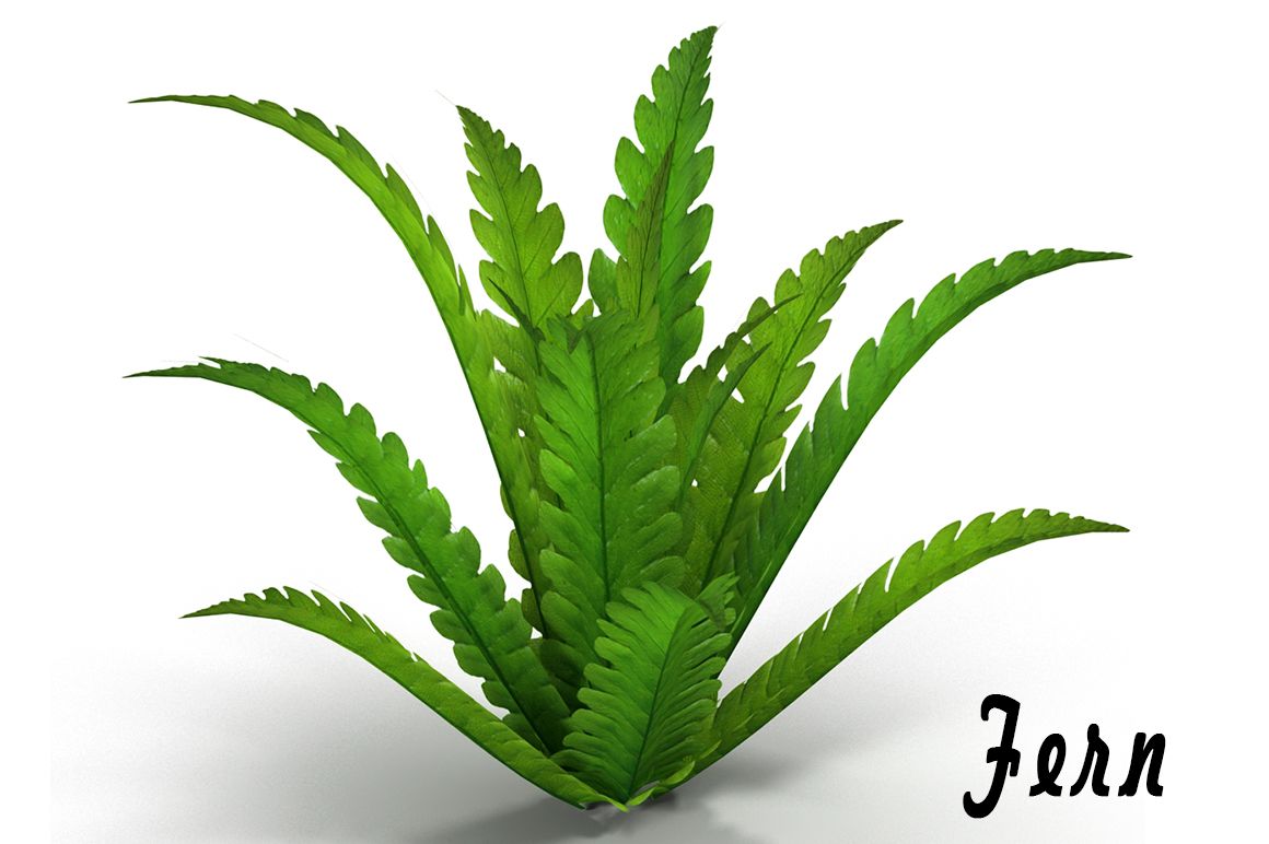 Fern bush 3d model