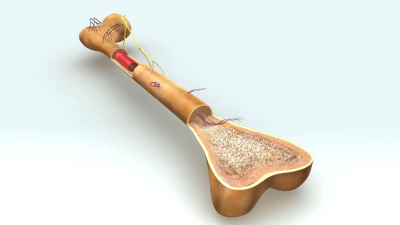 Bone anatomy 3d model