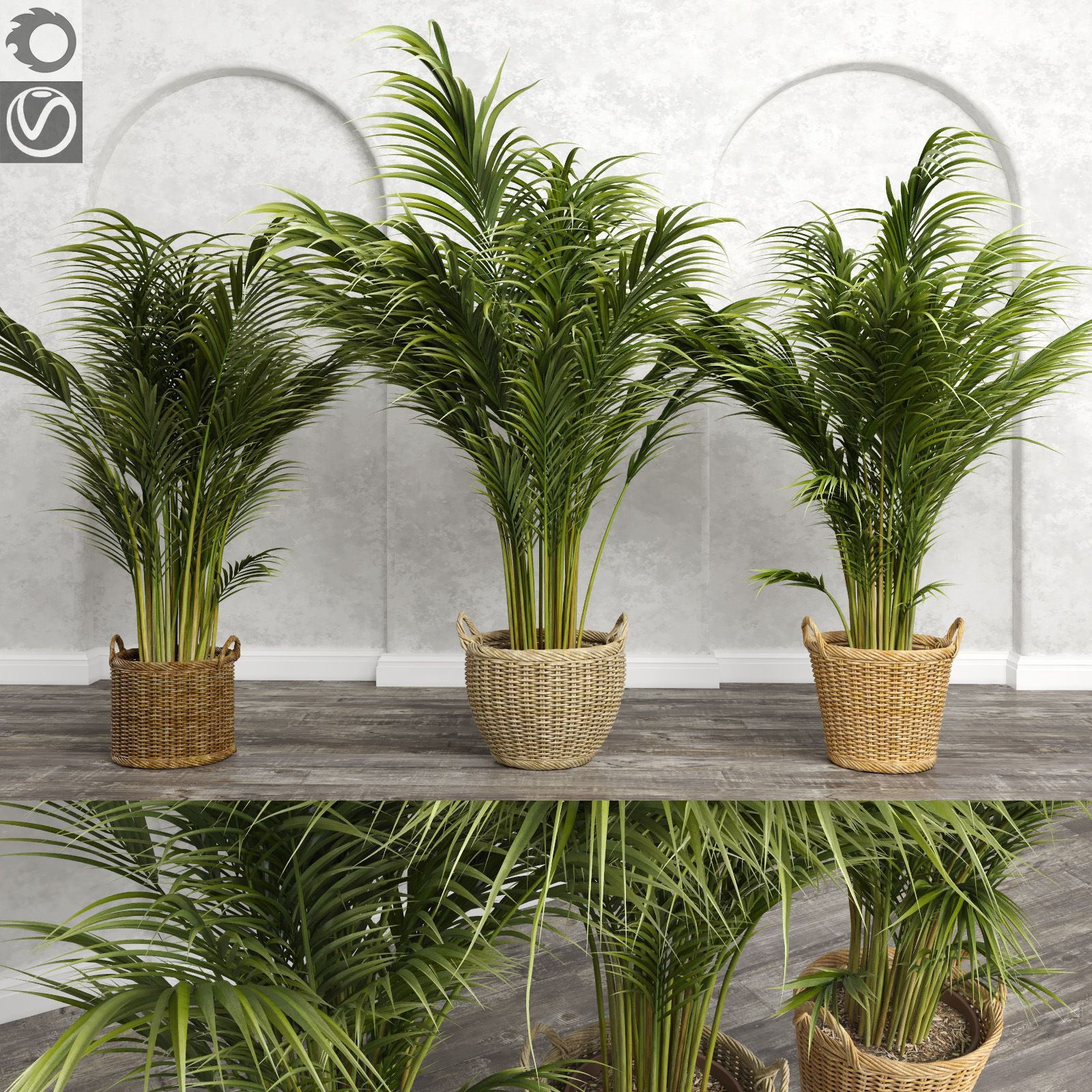 Areca Palm Trees (+ GrowFX) 3d model