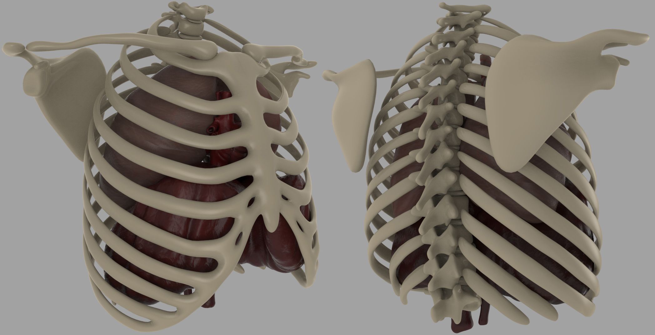 Bröstdiagram 3d model