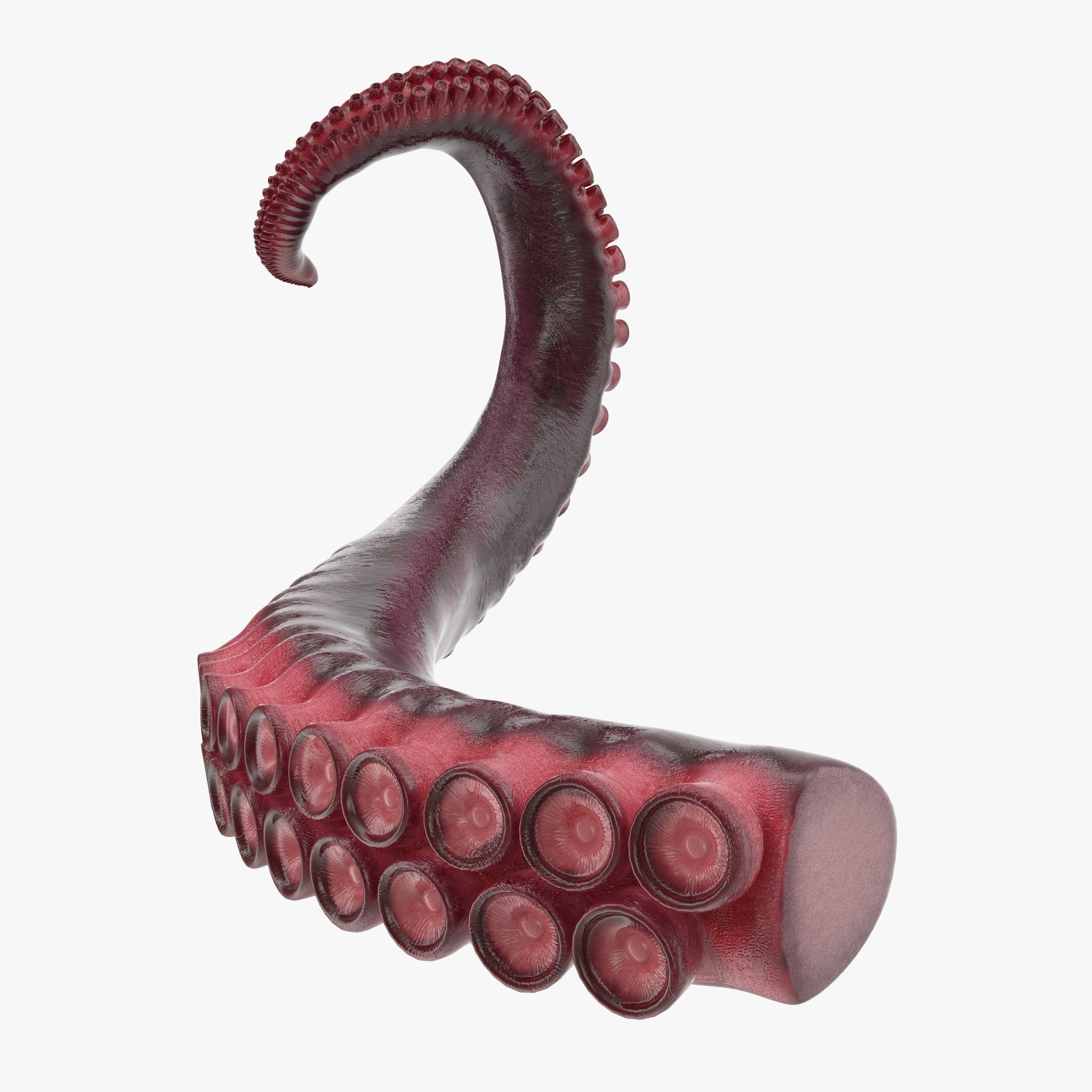 Tentacle of Octopus 3d model