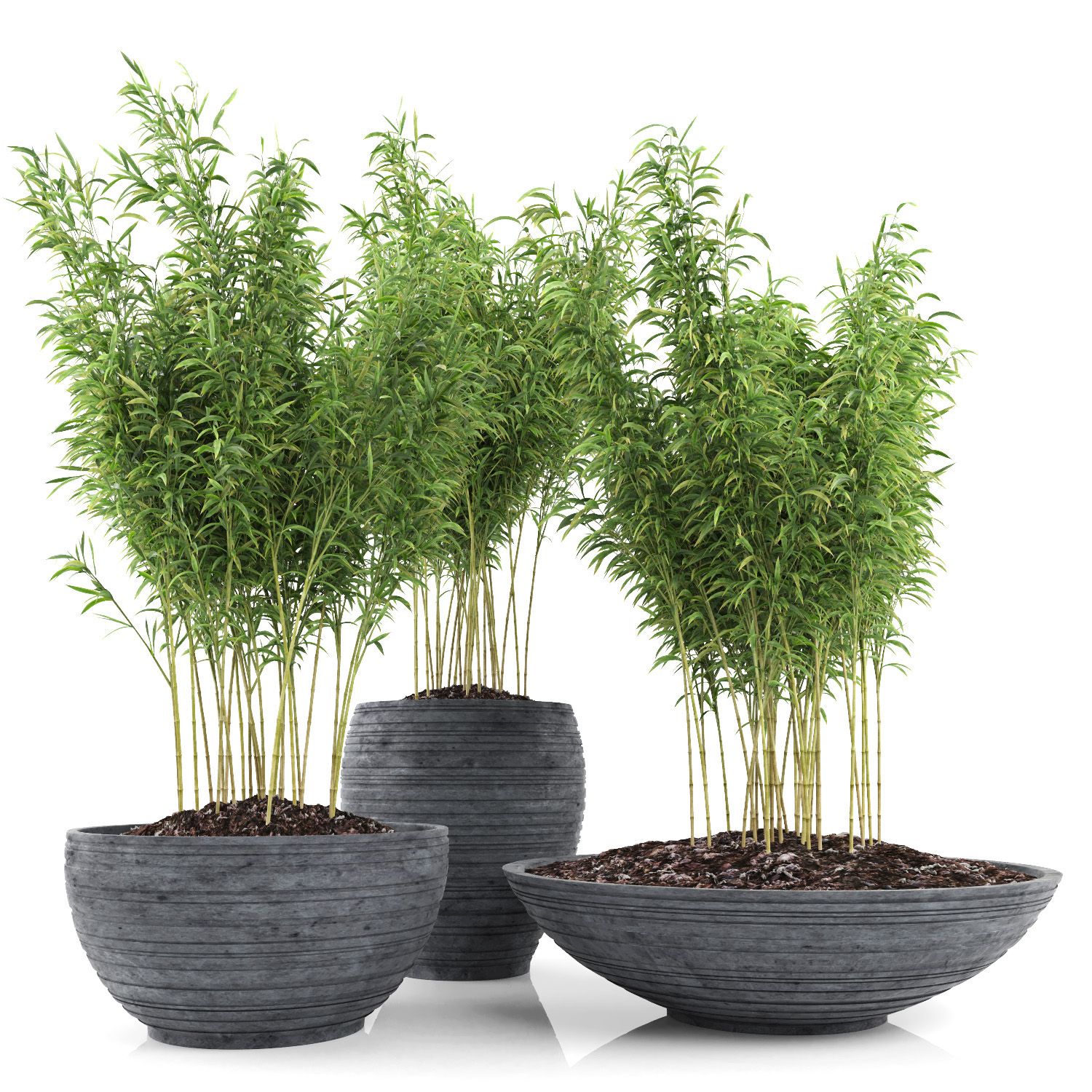 Ombrello Bamboos (+ GrowFX) royalty-free 3d model - Preview no. 12