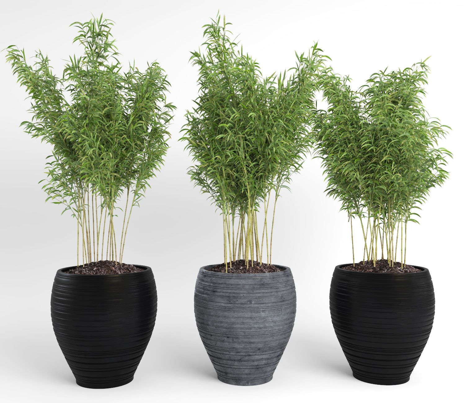 Ombrello Bamboos (+ GrowFX) royalty-free 3d model - Preview no. 14