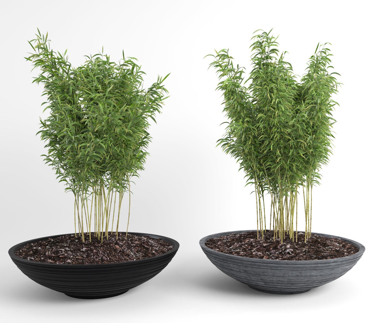 Ombrello Bamboos (+ GrowFX) royalty-free 3d model - Preview no. 15