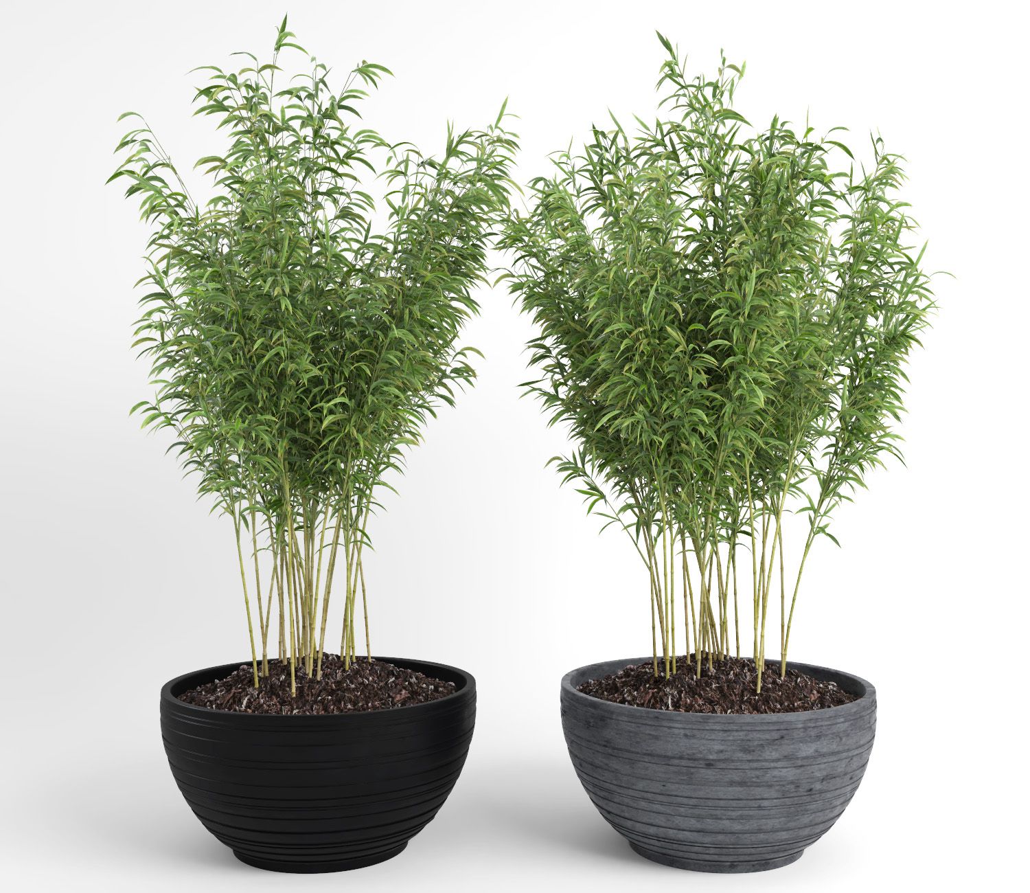 Ombrello Bamboos (+ GrowFX) royalty-free 3d model - Preview no. 13