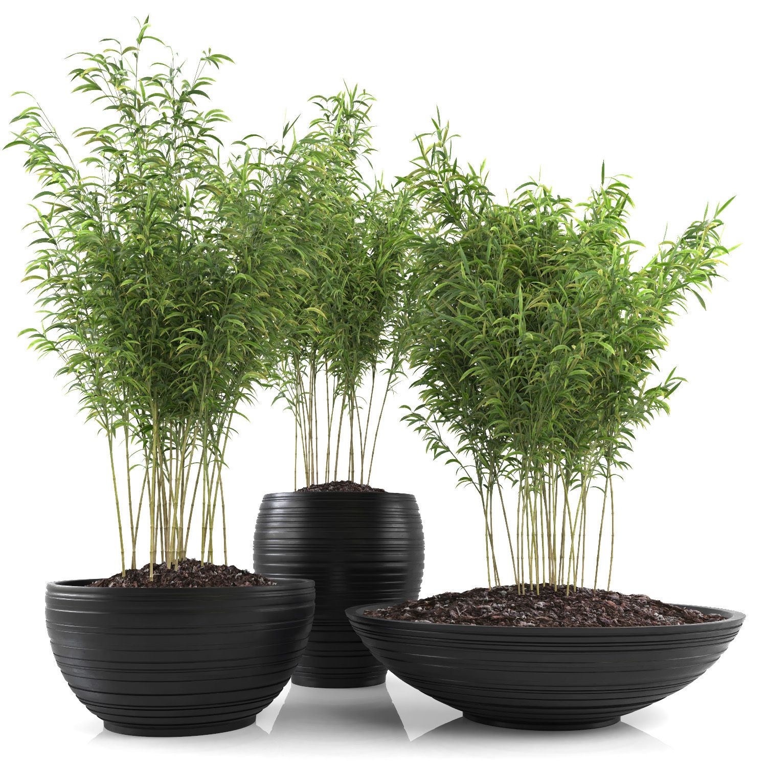 Ombrello Bamboos (+ GrowFX) royalty-free 3d model - Preview no. 11