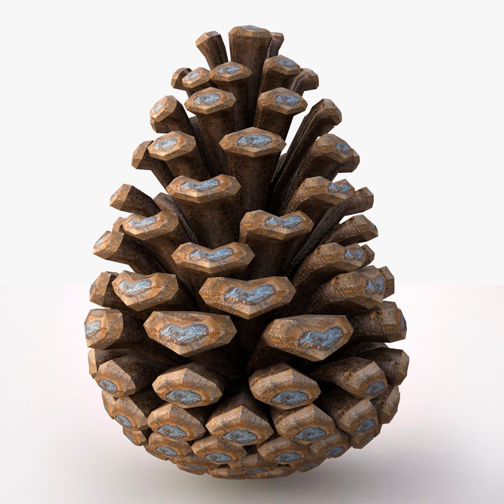 pine cone 3d model