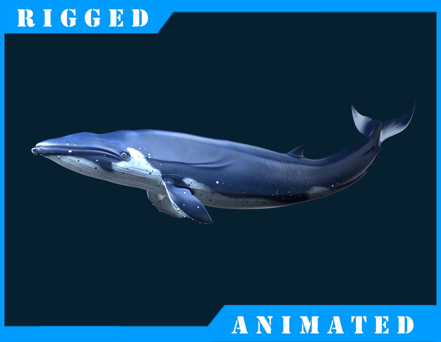 Blue_Whale_Rigged 3d model