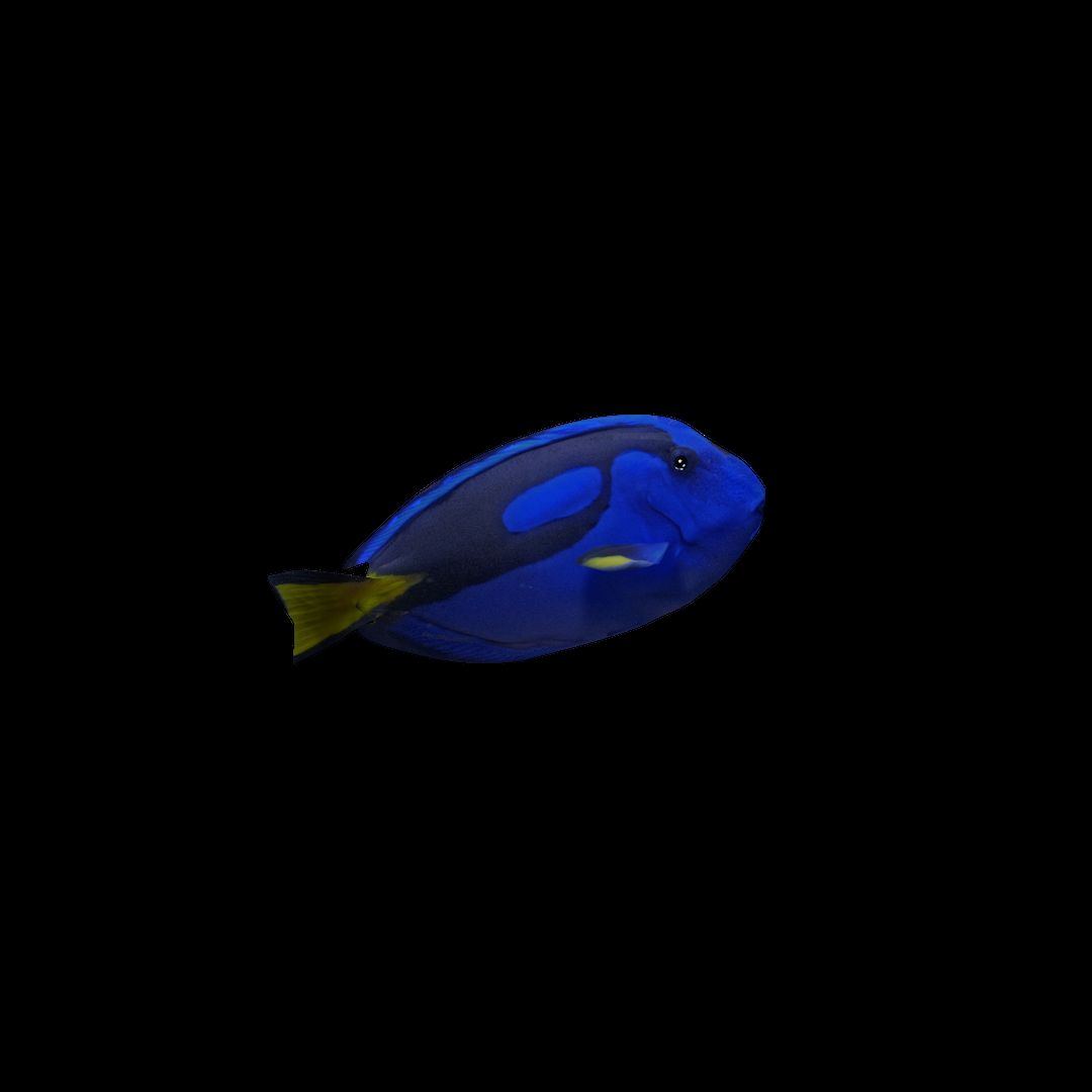 Tang bleu v1 3d model