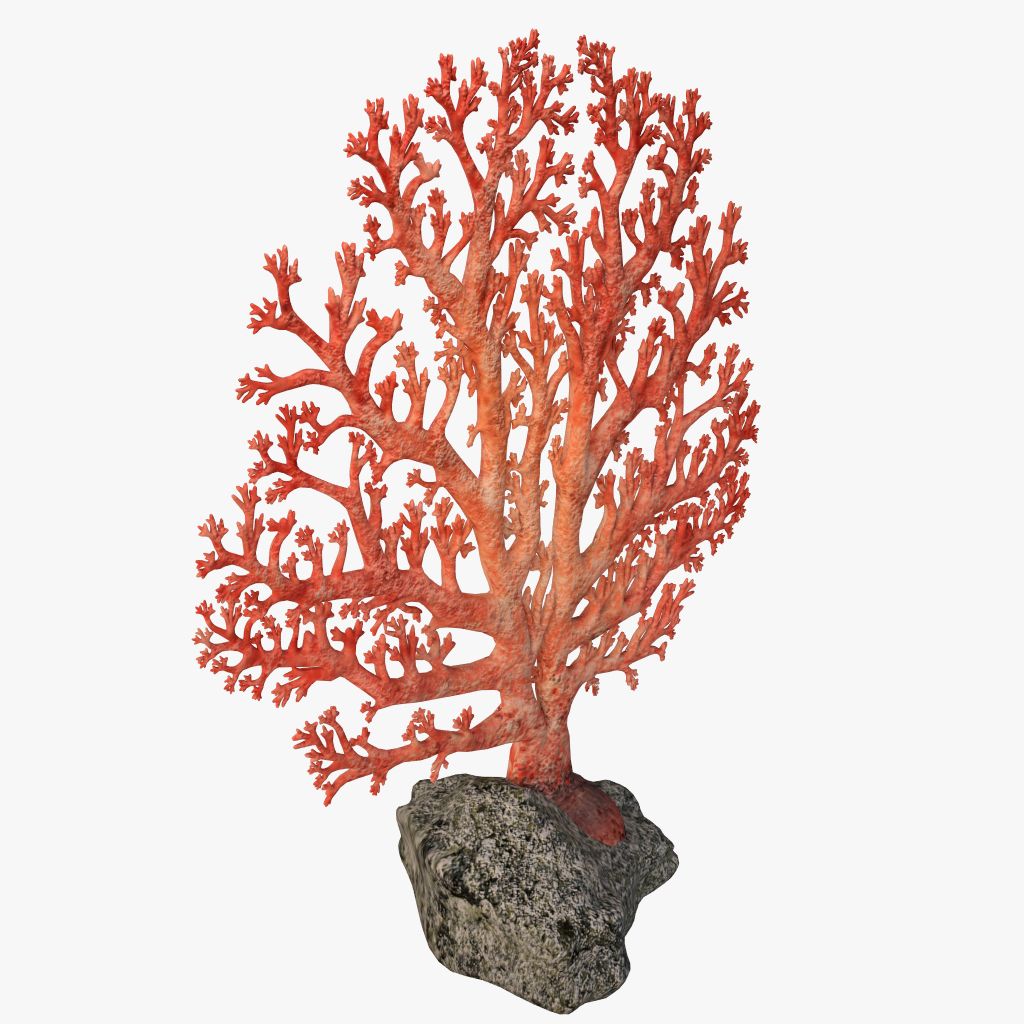 fan coral 3d model