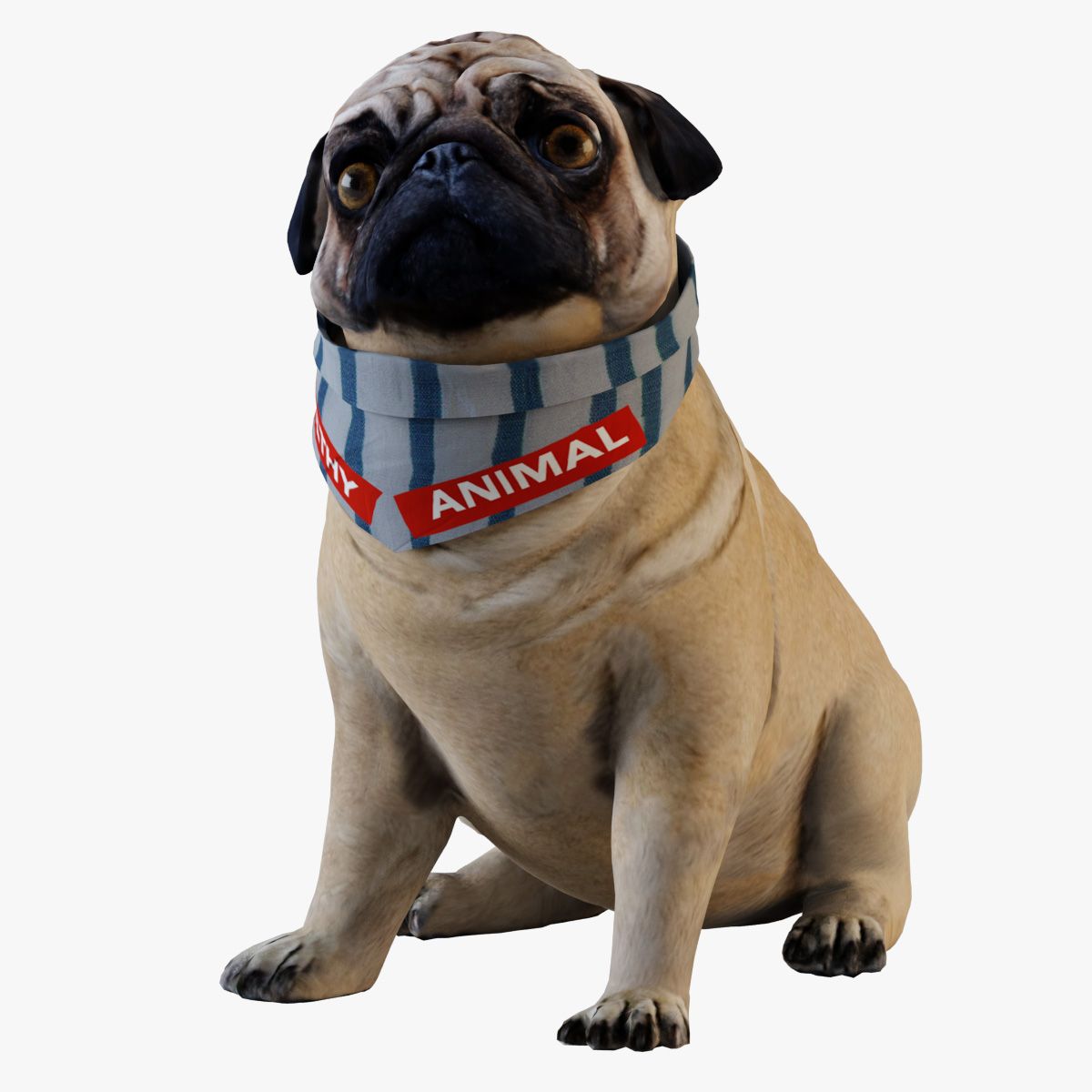 Pug Dog 3d model