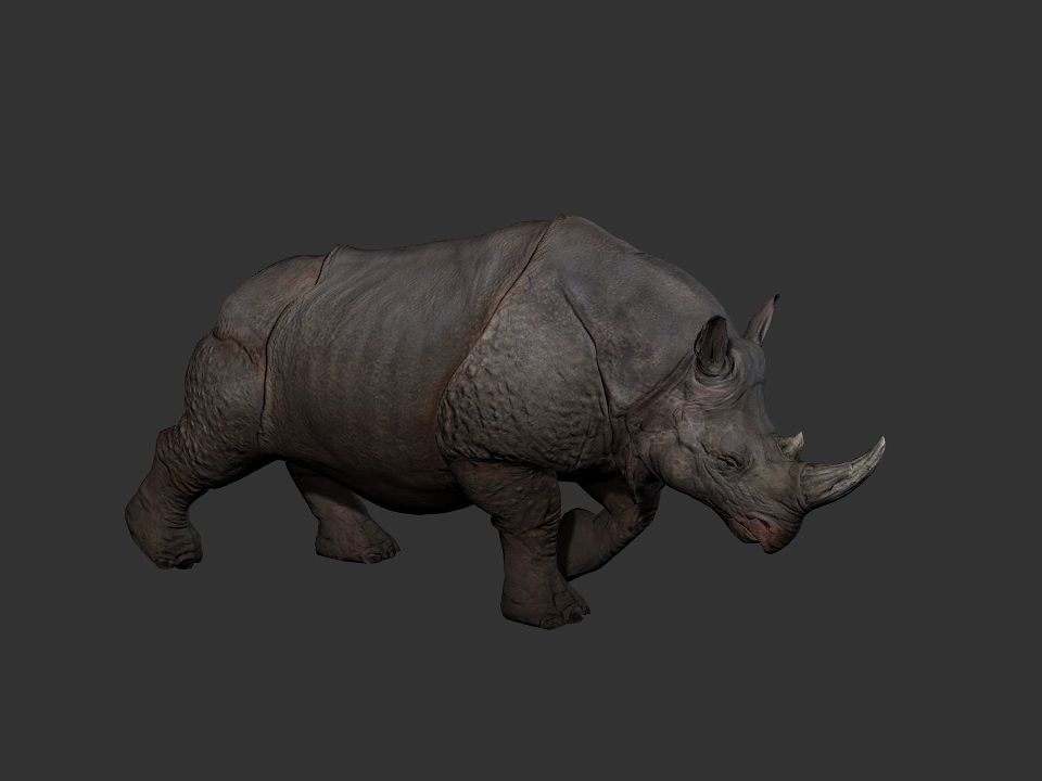 Rhino Animations 3d model