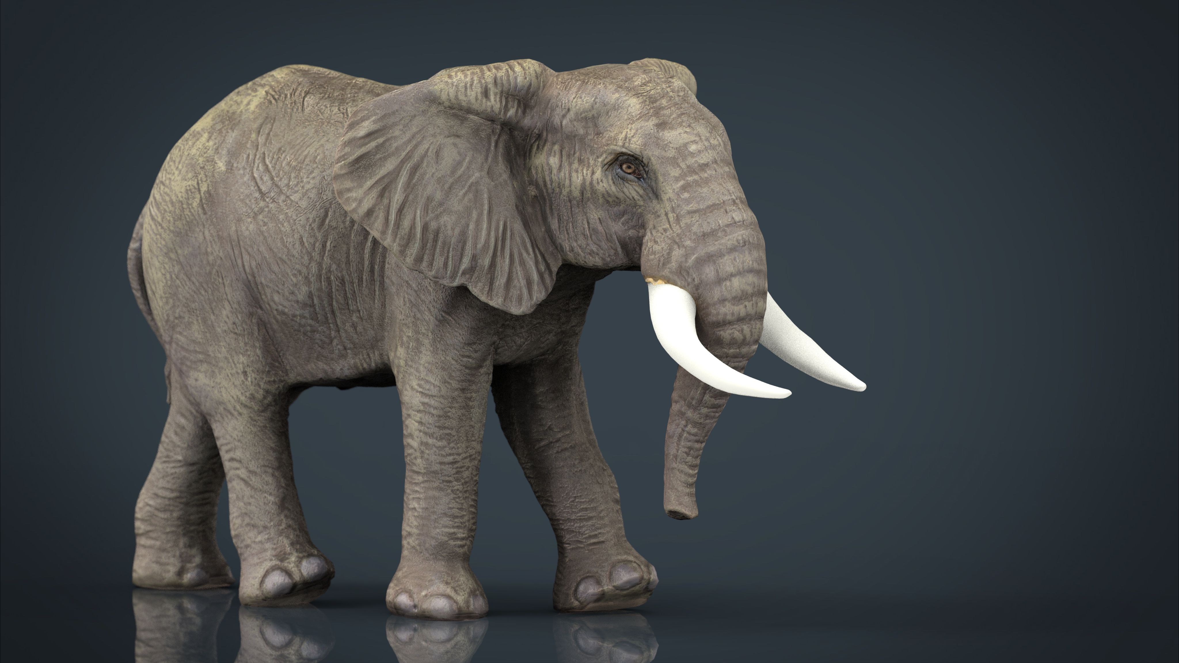 Elefante africano 3d model