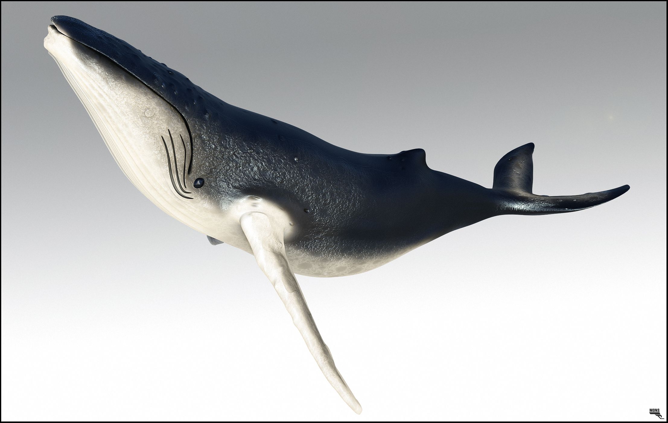 Humpback Whale 3d model