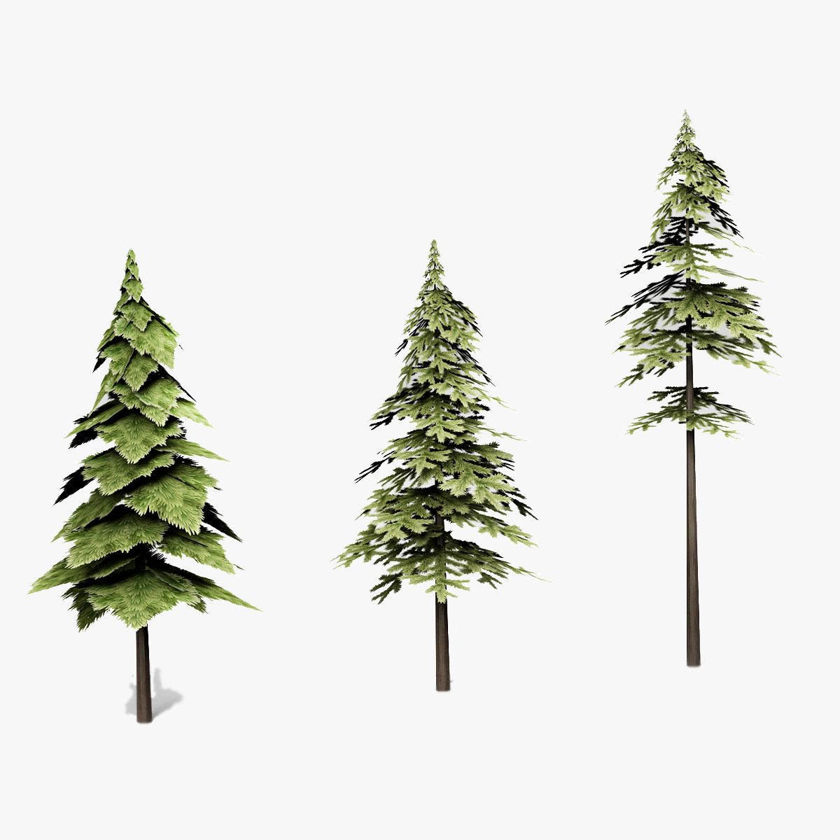 Pine trees 3d model