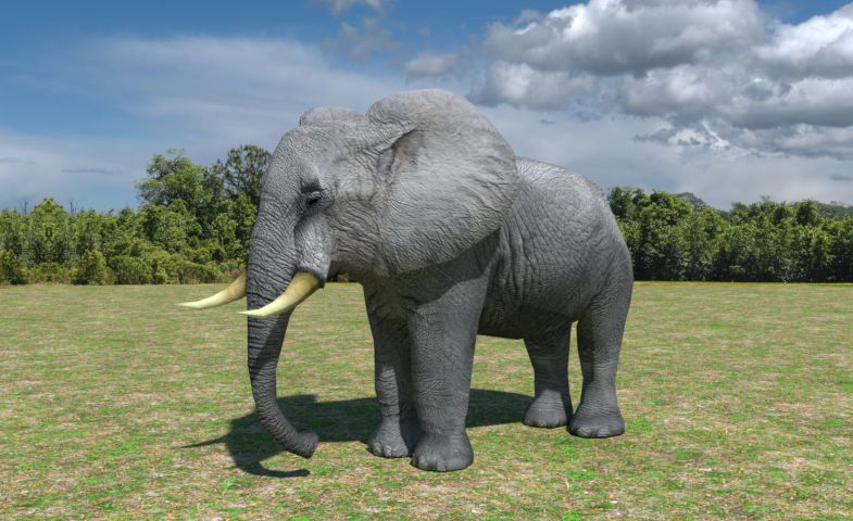 African Elephant Low Poly 3d model