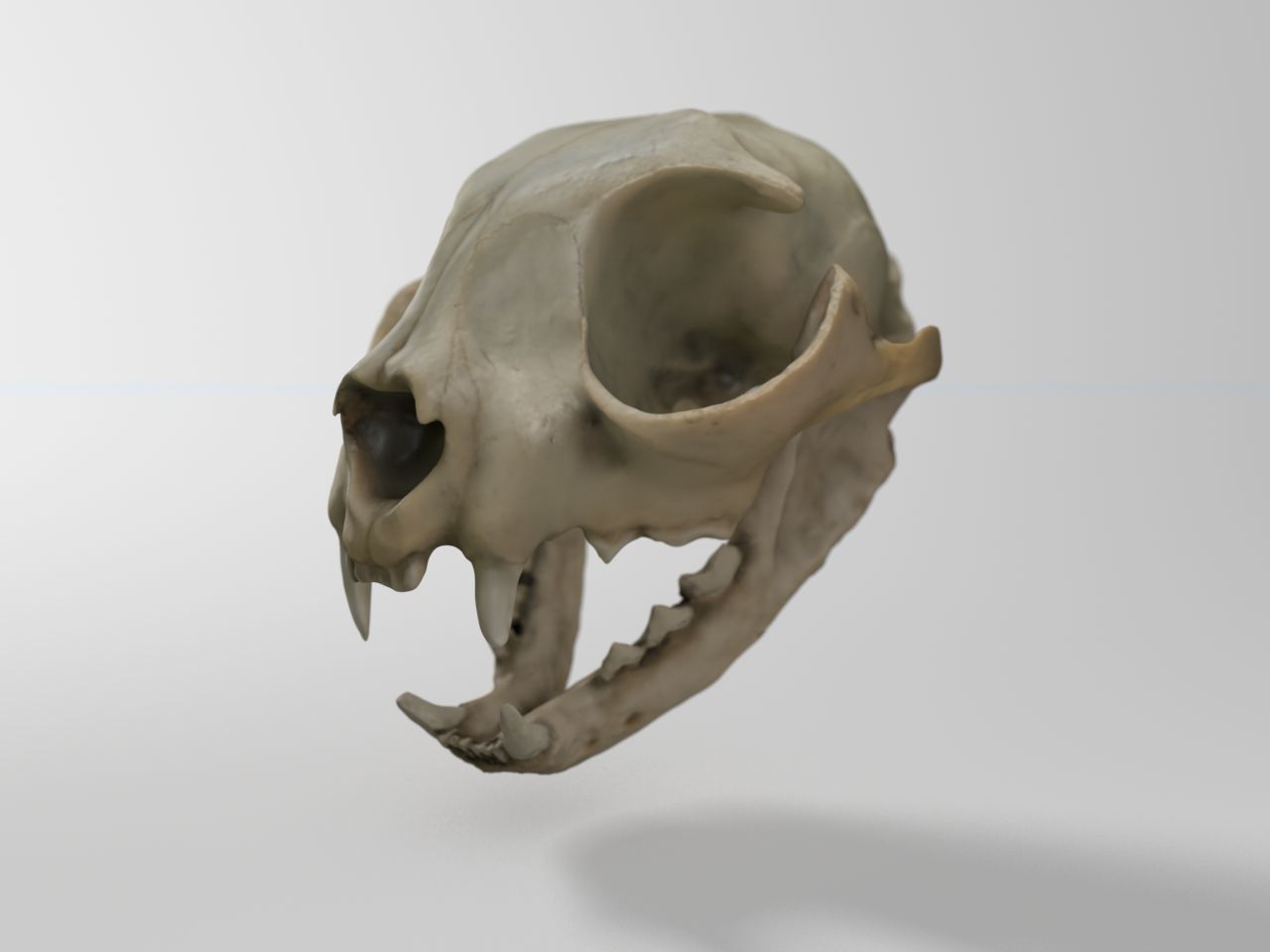 Inhemsk kattskalle 3d model