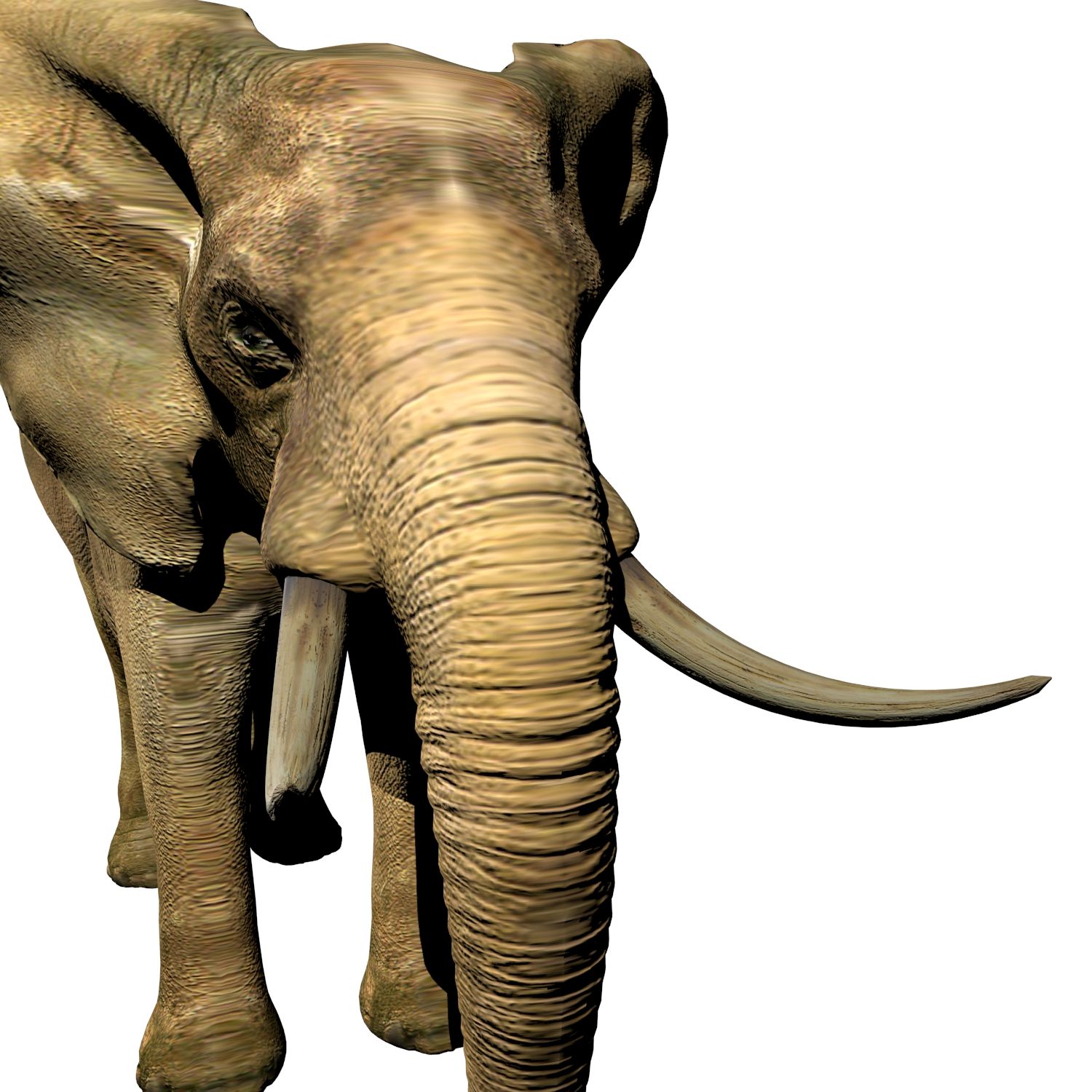 Elefante (africano) royalty-free 3d model - Preview no. 3