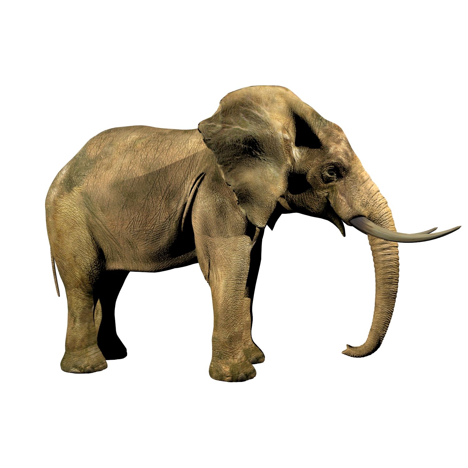 Elefante (africano) 3d model