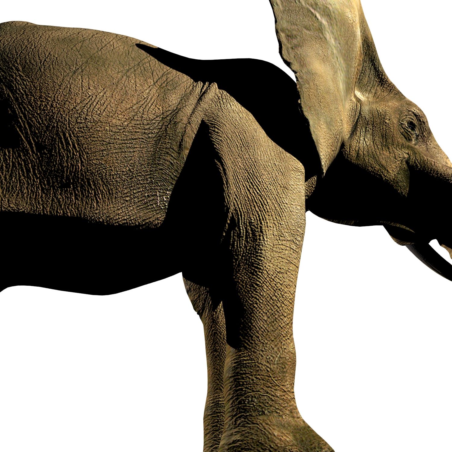 Elefante (africano) royalty-free 3d model - Preview no. 4