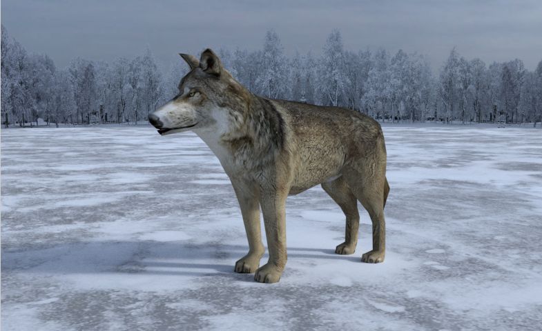 Gray Wolf 3d model