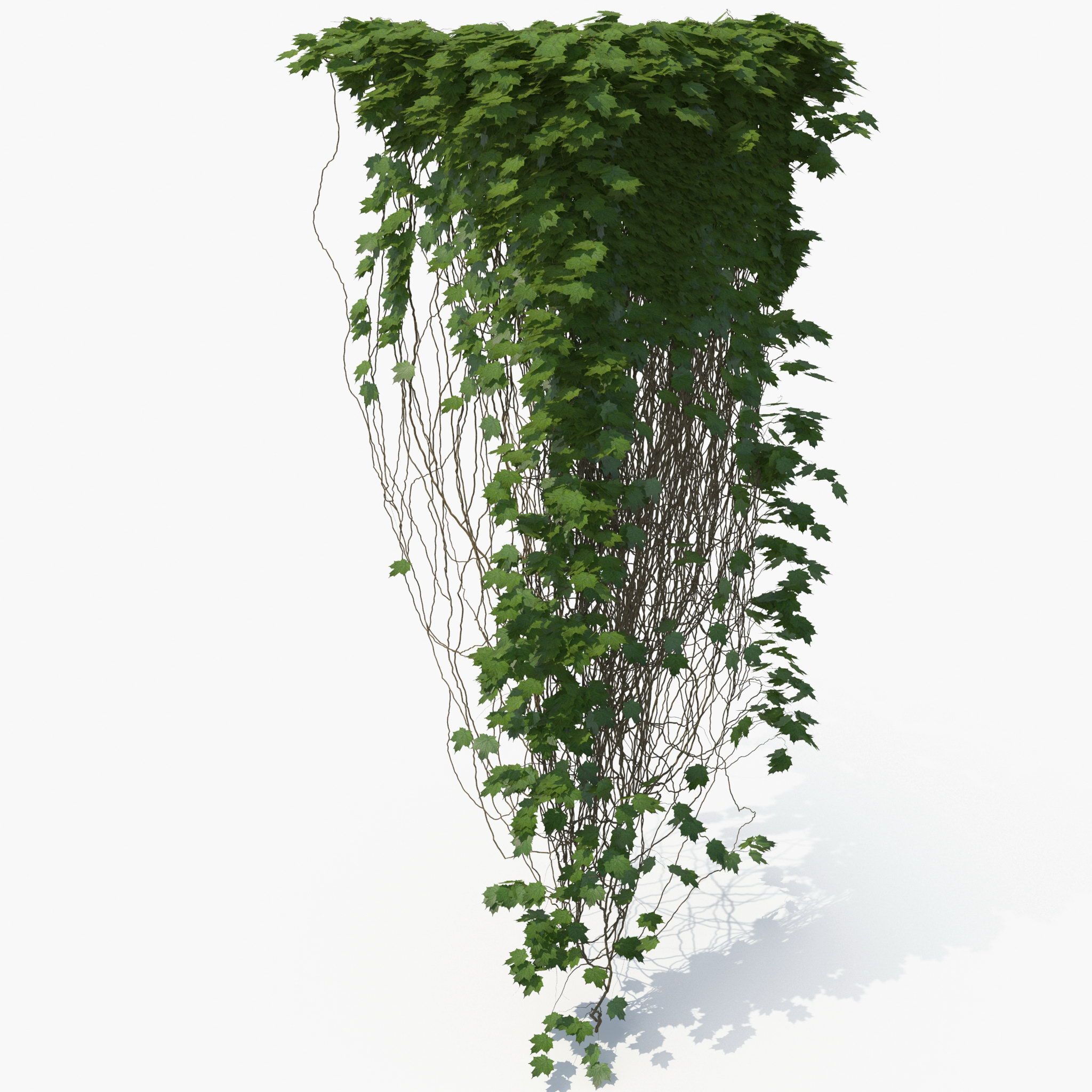 Ivy 3d model