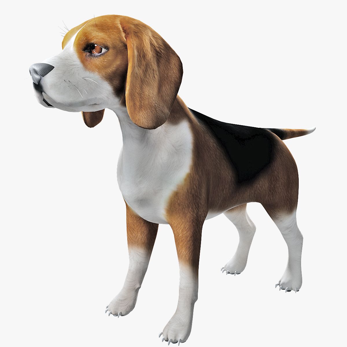 Beagle Dog 3d model