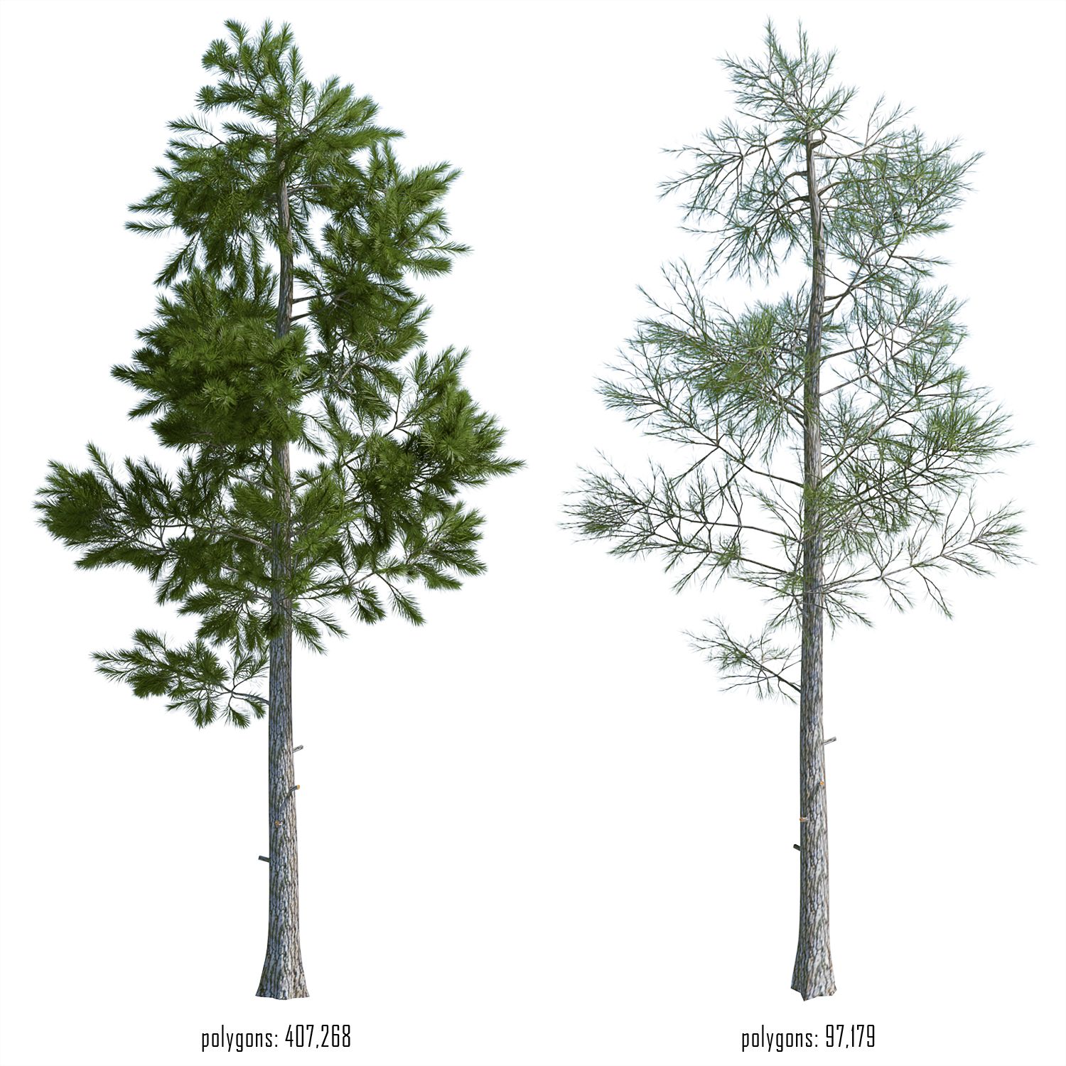 Pine tree 3d model