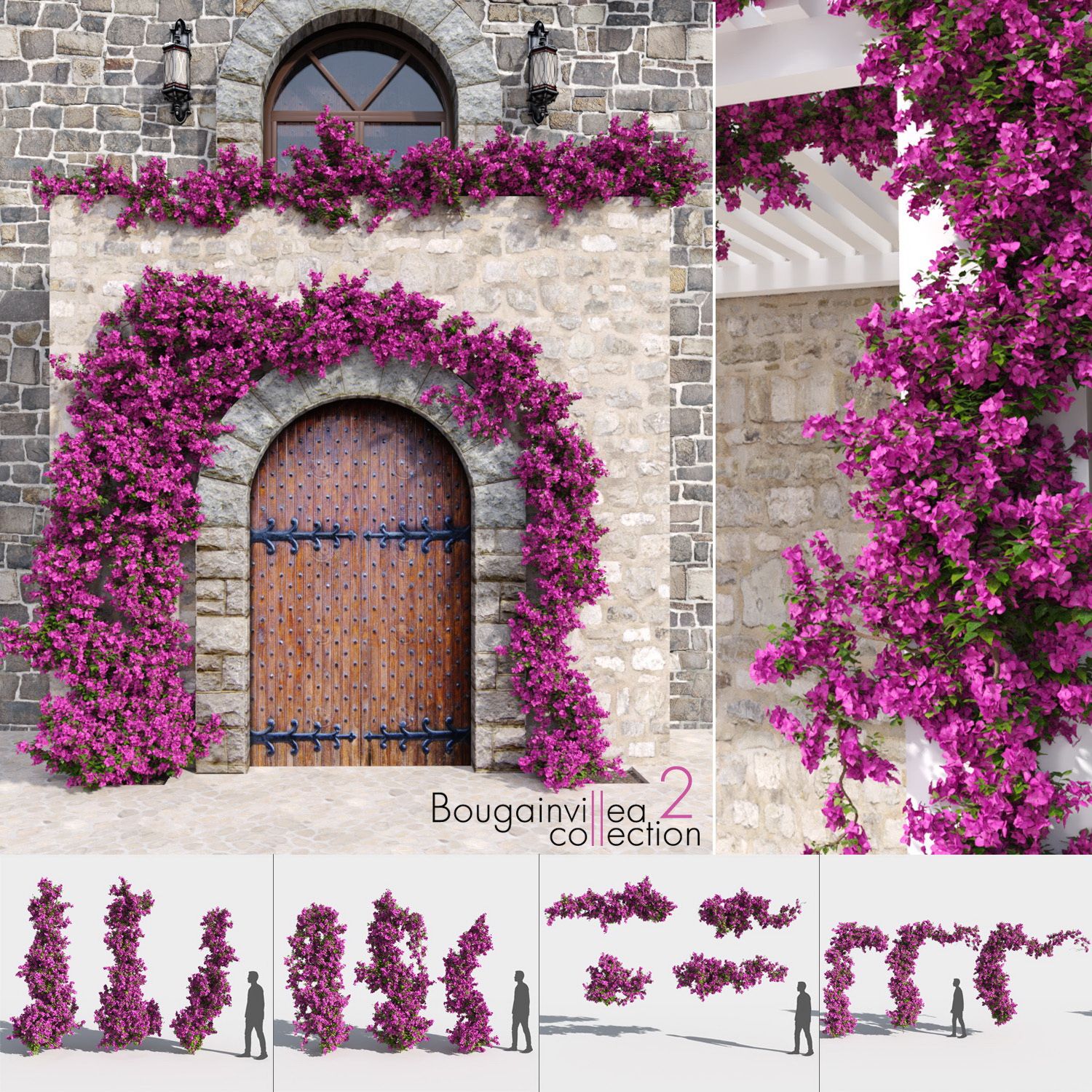 Bougainvillea Collection 2 (+ GrowFX) 3d model