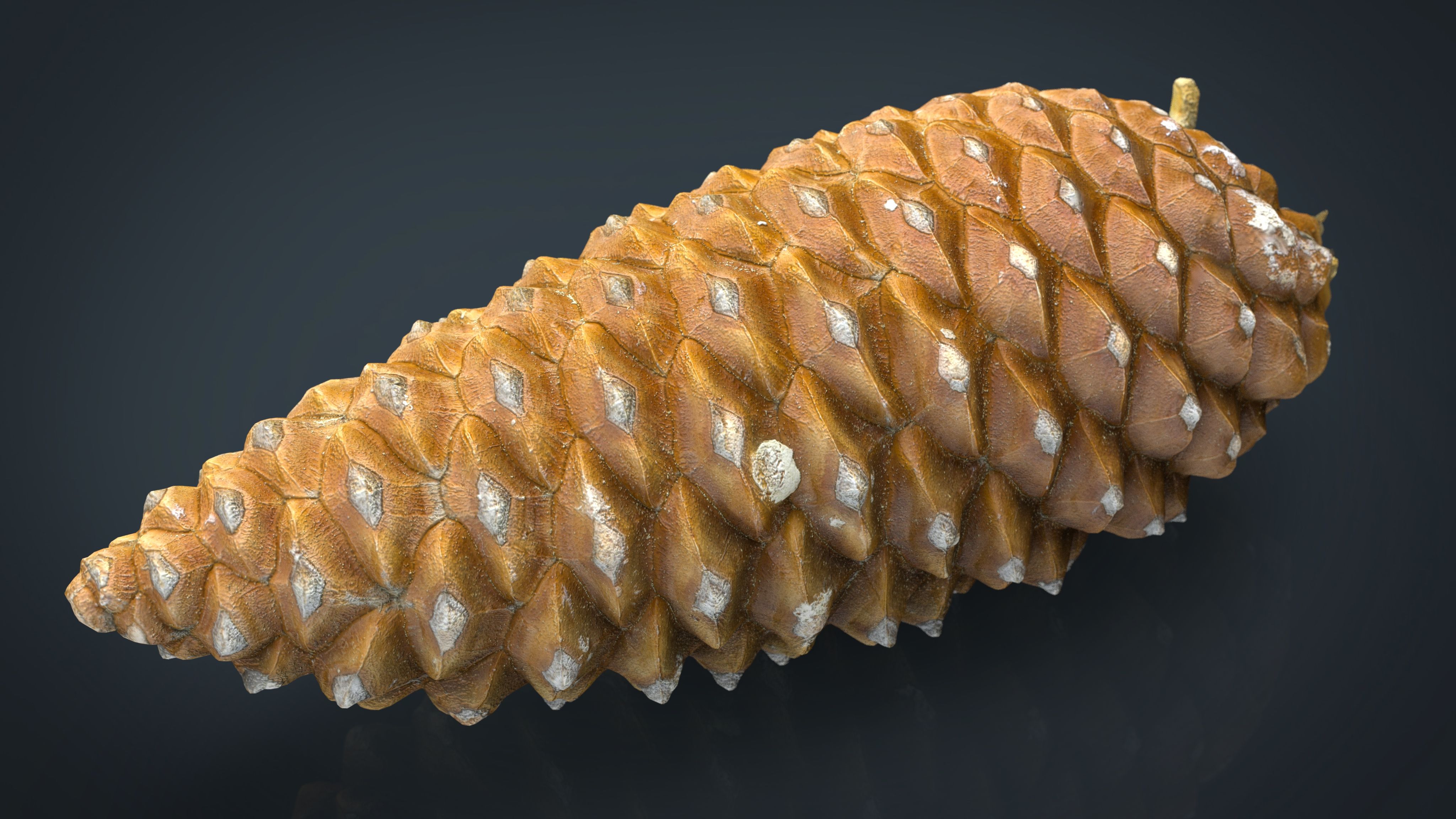 Pinecone 3d model