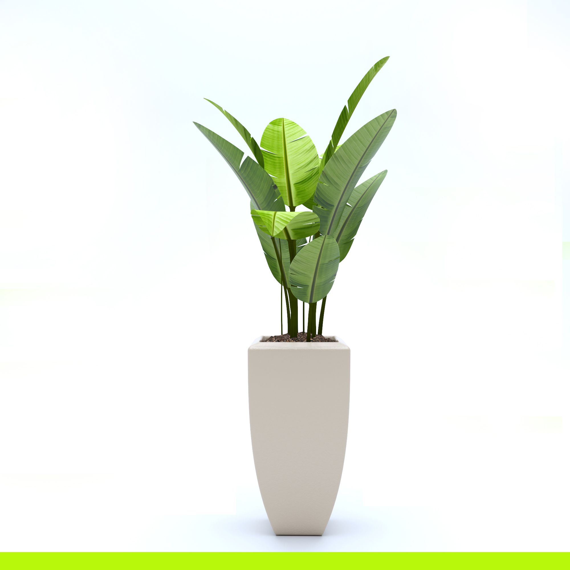 Plant Ficus 3d model