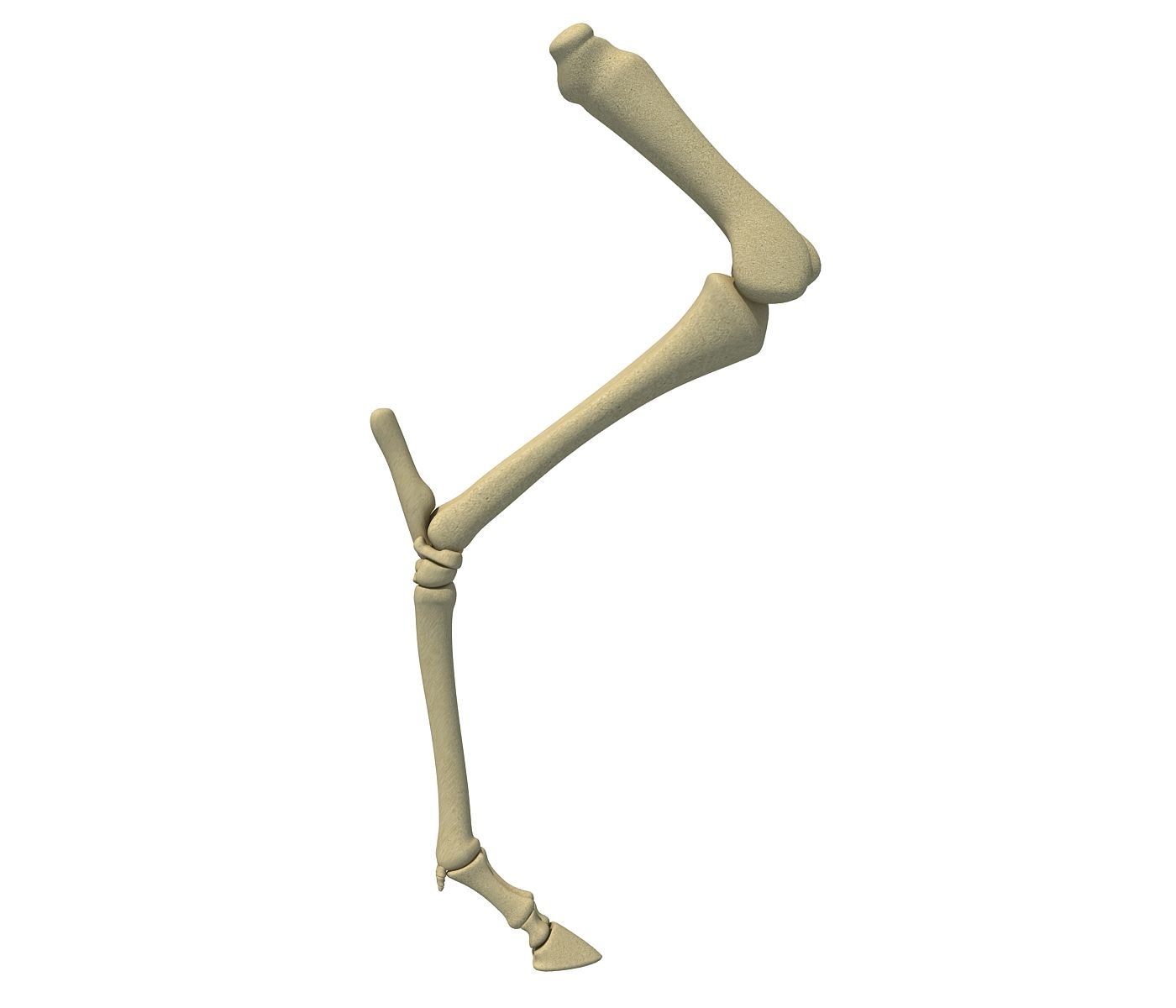 Animal Femur Bones 3d model