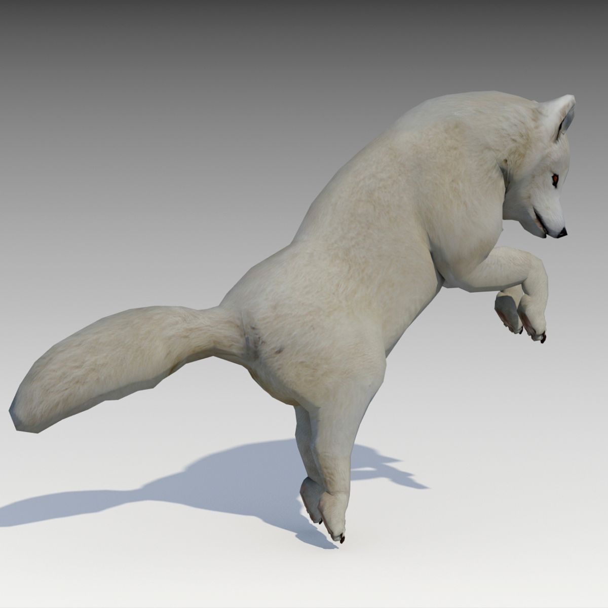 Artic Fox 3d model