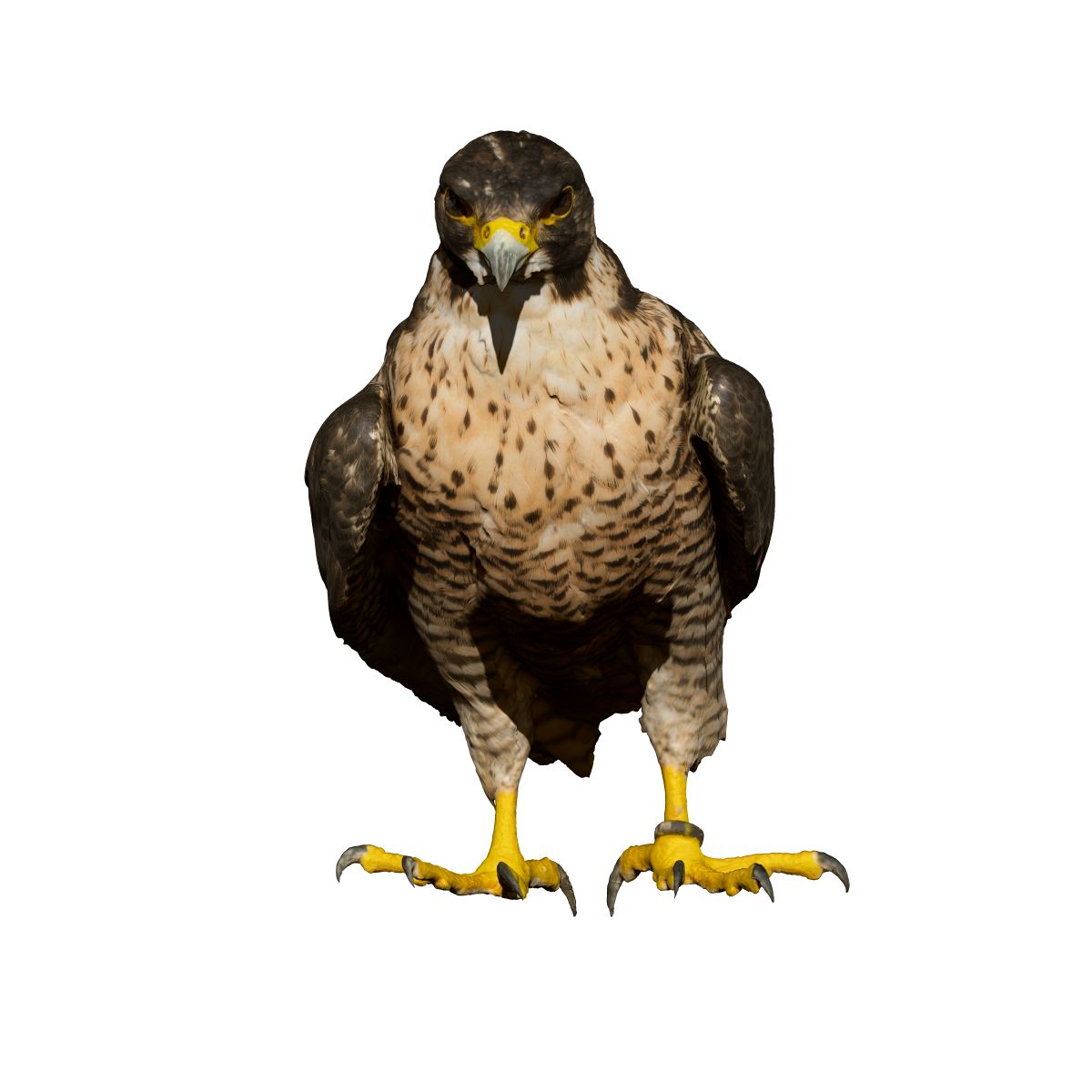 Falcon perched (taxidermy) 3d model