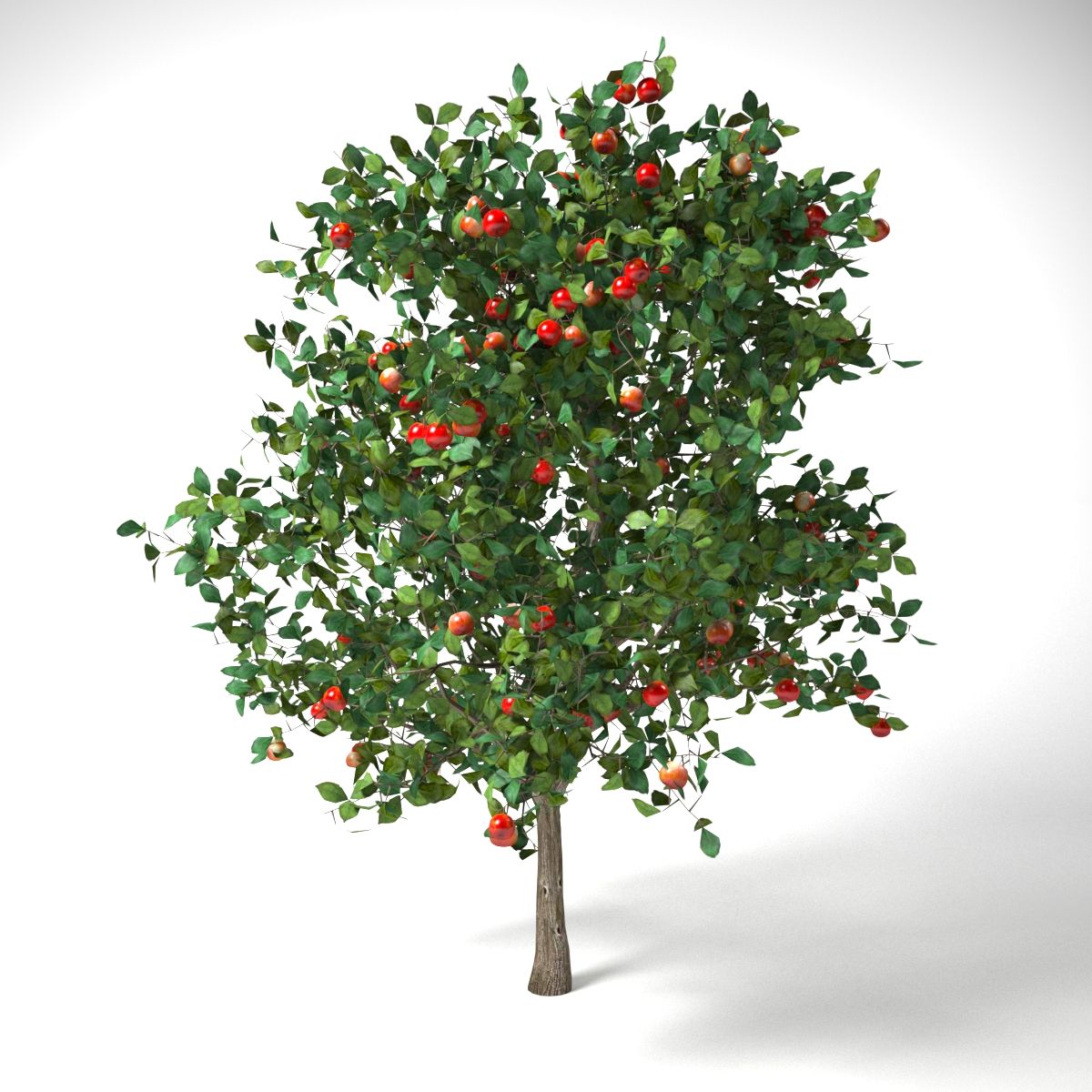 malus 3.7 meter apple tree 3d model