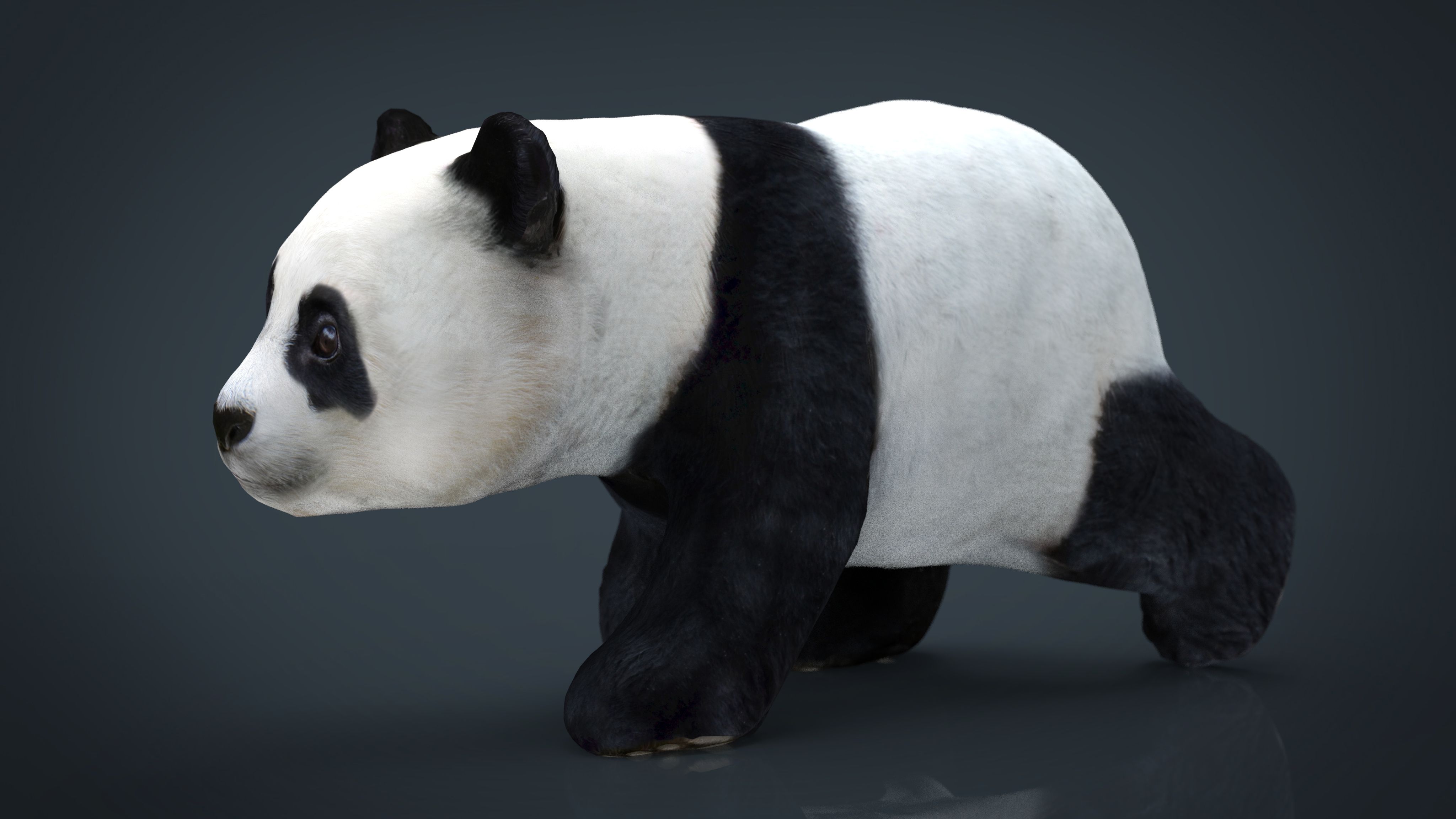 PANDA WALKING 3d model