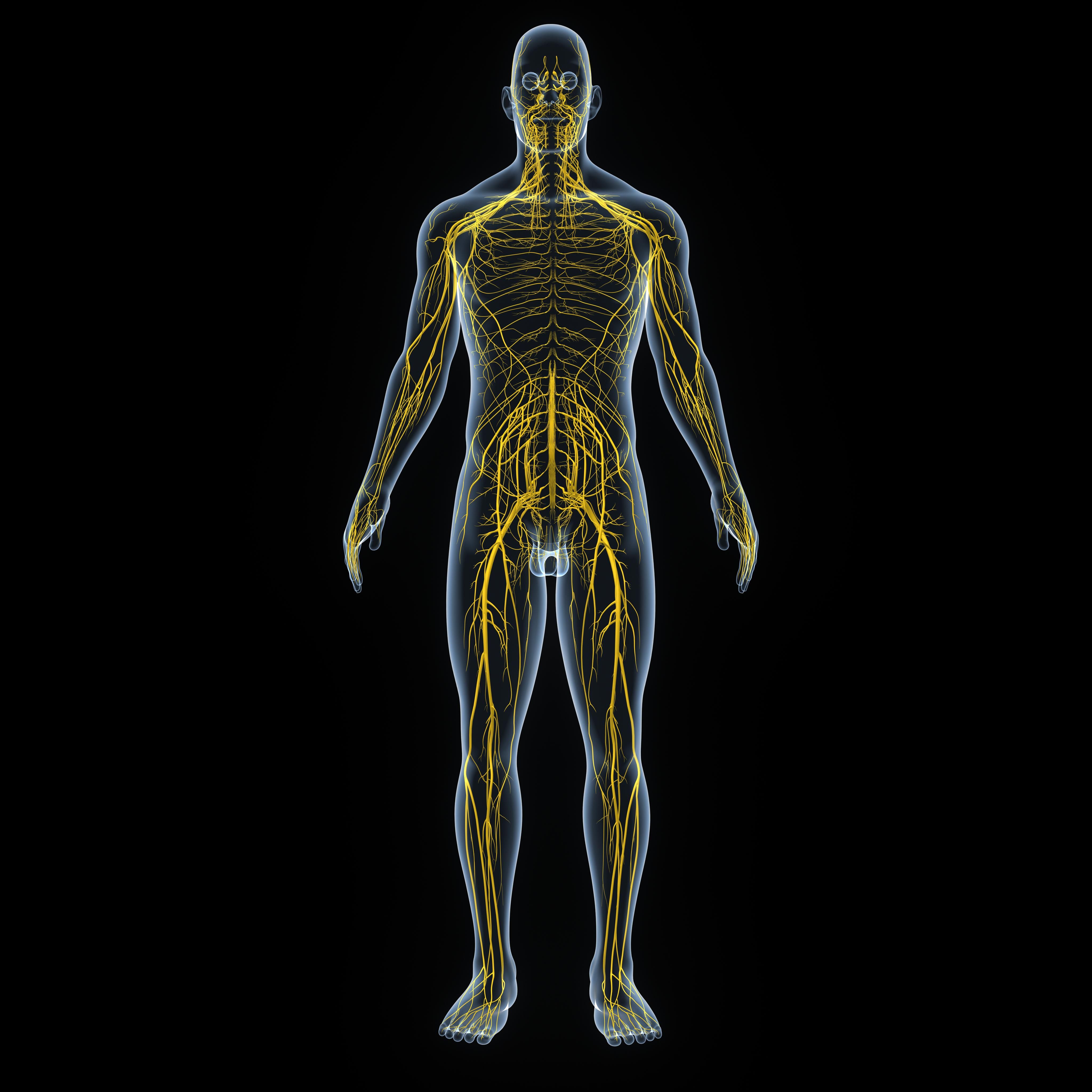 Människokropp med nervsystemet 3d model