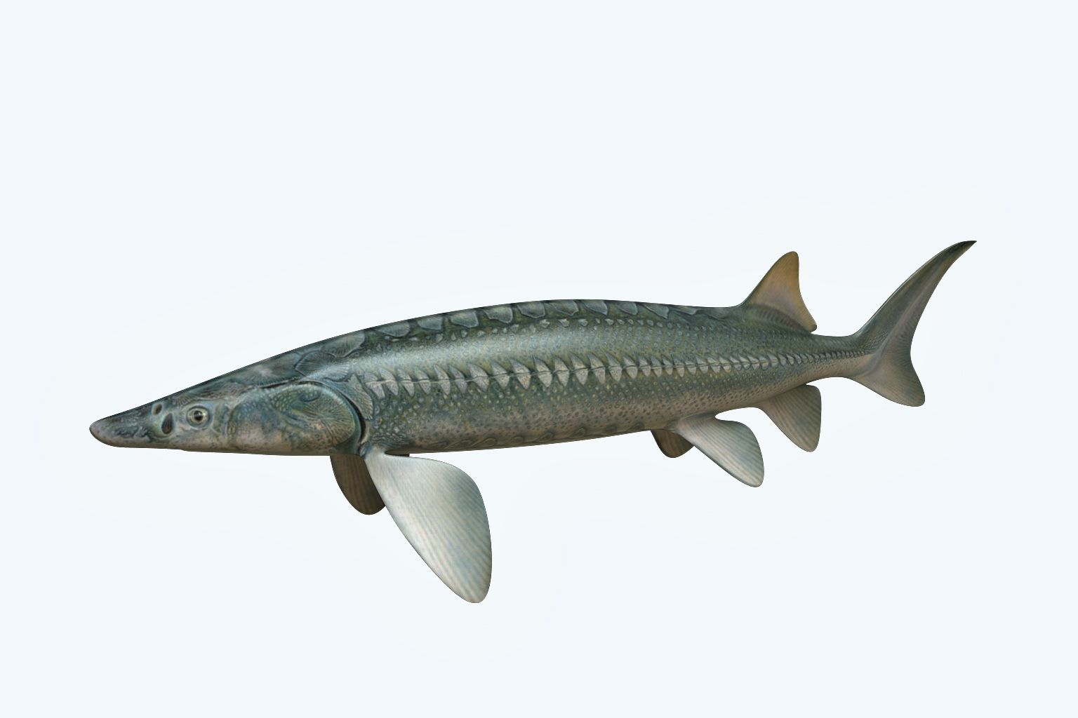 Sturgeon Fish 3d model